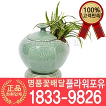 [플라워포유] 대국관 동양난 서양난 승진축하 영전 인사이동 개업난 선물 꽃배달 개업화분