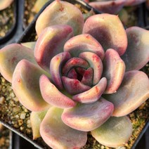 희귀하고 예쁜 다육 6종 모아보기, 6번-다크초코렛, 1개