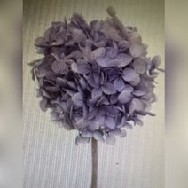 뉴 프리저브드 수국 수입수국 미니수국 (연보라 중국 ) 풍성한 DIY꽃 인테리어 장식 말린꽃 고급프리저브드 프리미엄수국 핸드메이드수국