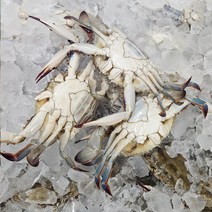 신선함이 생명인 싱싱 빙장꽃게 얼음포장 인천 연평도 암꽃게, 빙장꽃게3kg(9미~15미)