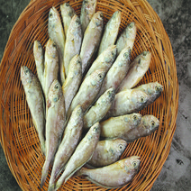 알짜푸드 업소용 제주 조기 25마리 1kg