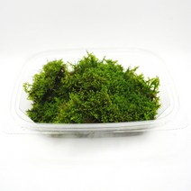 국산 털깃털이끼 한팩(18cmx14cm) 롤링모스가든, 1개