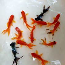 예쁜 아기 금붕어 마리, 1개