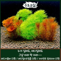 [수초교실] 누가심어도!! 어디심어도!! 잘 자라는 수초세트 1 (레드카붐바 레드밀리오필름 자이언트암브리아)