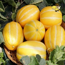 경북 성주 고당도 햇 꿀 참외 특상품 3kg 5kg, 5kg 소과 (26-30과)