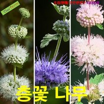 팝플라워 씨앗 층꽃나무 혼합색 10립