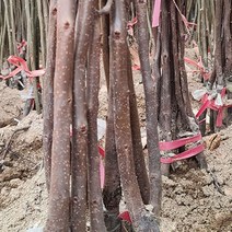 태추단감 나무 최소구매2개 (청아원예조경), 태추단감 특묘