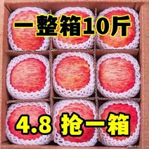 정통 Luochuan 일류 레드 후지 사과 신선한 계절 과일 락 캔디 하트 선명한 달콤한 10 catties 부티크 전체 상자, 1.  5캐티, 1.  60mm 미만