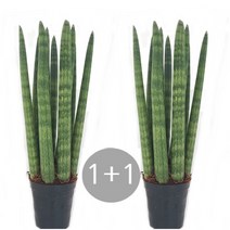 트리앤 1+1 20cm- 스투키 수퍼바 금전수 문샤인 산세베리아 미세먼지제거, 14. 1+1 스투키30cm-7촉 이상 1개