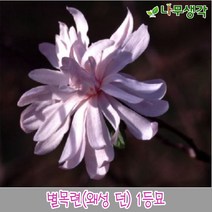 착한가격 나무생각 별목련(왜성 던) 1등묘, 주