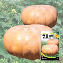 맷돌호박종자 맷돌호박씨 씨앗 30립 대포장 1000립