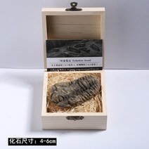 삼엽충 화석 발굴 표본 생물 5cm, 삼엽충 화석 상자(균열이 있어도 정상)