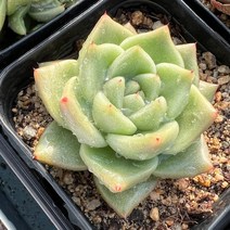 [올식스] 로즈베이 (선별랜덤) 다육식물 선인장 다육금 코노피튬 리톱스 메셈 수입다육이 국민이 하월시아