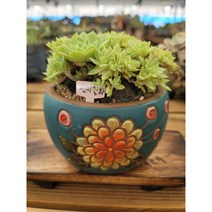 [다육소풍] 펜지철화, 1개