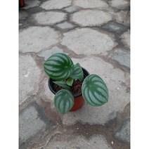 에덴농원 아무진 수박페페( 잎모양이 수박처럼생긴아이에요)