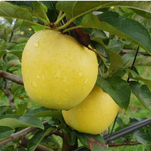 충주사과 시나노골드사과 저탄소 껍질째먹는사과 3kg 1115개 월악산사과, 상세페이지 참조, 상세페이지 참조