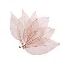 shangren 3x50Pcs 천연 목련 스켈레톤 잎 카드 스크랩북-커피, 꽃