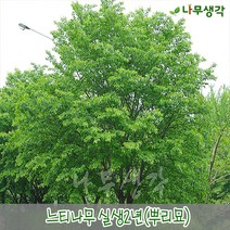 착한가격나무생각 느티나무 실생2년 뿌리묘 10주묶음