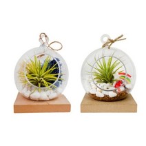 이오난사 모스 테라리움 만들기 DIY 작은 정원 재료, 동물농장