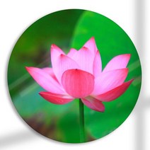 꾸밈데코_원형전면아크릴코팅액자_부귀의상징연꽃(pf387)_라운드액자인테리어액자벽장식월데코벽걸이액자, 이미지5