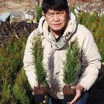 에메랄드그린 묘목 3년생 40-50cm P9포트묘 측백나무 울타리목 조경