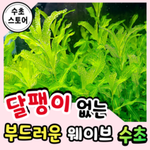 [수초스토어] 검역 말즘 5촉 / 구피 새우 어항 수초 쉬운 예쁜 은신처 중경 후경 초보 풍성한 흑사 붉은 무이탄 치어 베타 열대어