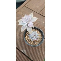 팅커벨 분홍용월