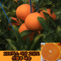 [재구매율1위] 마미템 제주 고당도 천혜향 3kg 5kg 10kg 산지직송 소과 대과 선물용 못난이 가정용 선물세트, 제주 천혜향 3kg(10과내외)