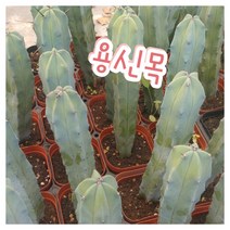 꽃나라엘리스 용신목-선인장 중에 가장 유명한 선인장 생명력이 강한 식물, 1개