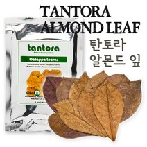 (네로앤펫) 탄토라 알몬드잎 M 새우 어항 수족관 수질