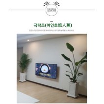 서울경기인천[반값화분] MAIN-대형극락조160 직접배송 축하화분 개업화분 거실화분 카페화분 인테리어화분 아레카야자 극락조 알로카시아 파키라 고무나무, 백자고깔