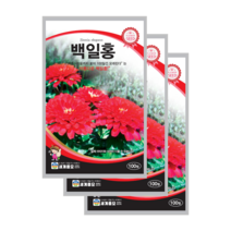 백일홍 씨앗 100립 백일초 종자 zinnia seed, 10개