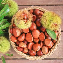 토실토실 알찬 무농약 순창 알밤 칼집밤 옥광밤 1kg, 옥광밤 대 1kg