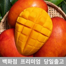애플망고 1kg 제주애플망고 제주도애플망고 제주망고, 1, 본상품선택