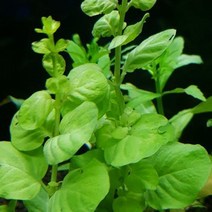 수초 옐로우 리시마키아3촉