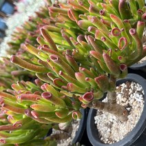 [올식스] 우주목 금종자A 다육식물 다육이 키우기 공기정화식물 개업화분