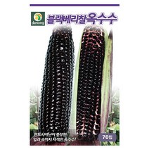 블랙베리 찰옥수수 씨앗 70립, 없음, 단품없음