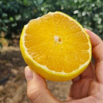 [초록이네] 제주황금향 제주도황금향, 가정용 소과 1.5kg (5-8과) 실중량