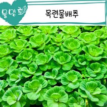 [물멍초] 매력적인 부상수초 목련물배추 2뿌리