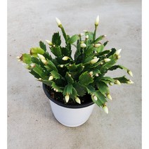 게발선인장 가재발선인장 중품 흰색 화이트 1+1