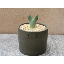 아프리카식물/코노피튬 빌로붐+수제토분-1306 구근 귀여운식물 희귀다육 아프리카농장