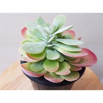 정화다육 다육식물 미니당인