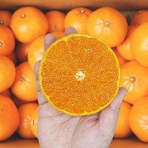 제주 제철 감귤3kg 5kg 10kg, 04. 감귤 3kg / 2L 대과