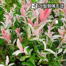 플라밍고 셀릭스 삼색버드나무 가림원예조경, 플라밍고 셀릭스 120L포트(2개세트)