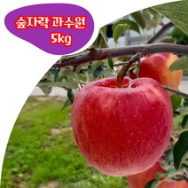 경북 봉화 부사 5kg 10kg (대과 중과 소과) 고당도 꿀 사과 숲자락 과수원 산지직송, 특대과 5kg(10-13과)