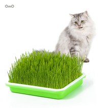 캣그라스 재배기 키트 고양이간식 보리 캣닢 글라스 고양이 수경재배, 뚜껑형
