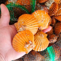 [착한어부] 산지직송 통영 황금가리비 2kg, 없음, 1개
