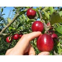 사과나무 알프스오토메 성목 R5 분 (N0030)