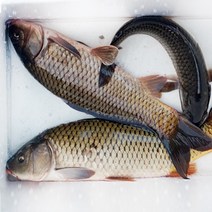 살아있는 잉어(활잉어) 손질가능 3kg, 1개