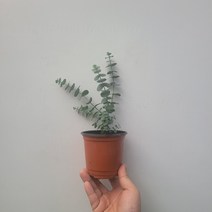 무배 블랙잭 유칼립투스 소품 10-25cm 59